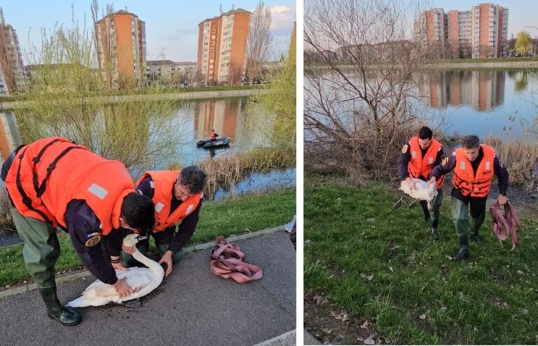 O lebădă a fost salvată de pompieri, în Oradea