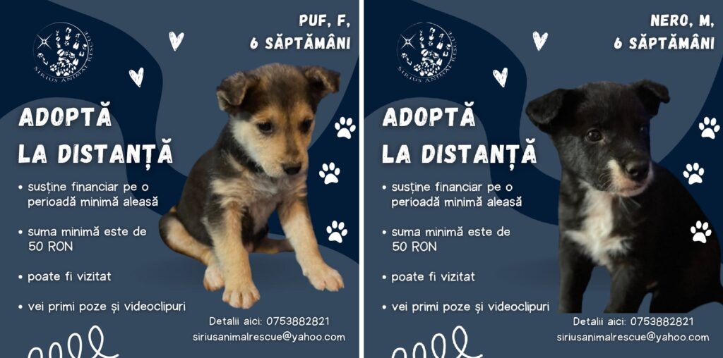 Cum funcționează adopția la distanță? Susține și tu un drăgălaș sau o drăgălașă!