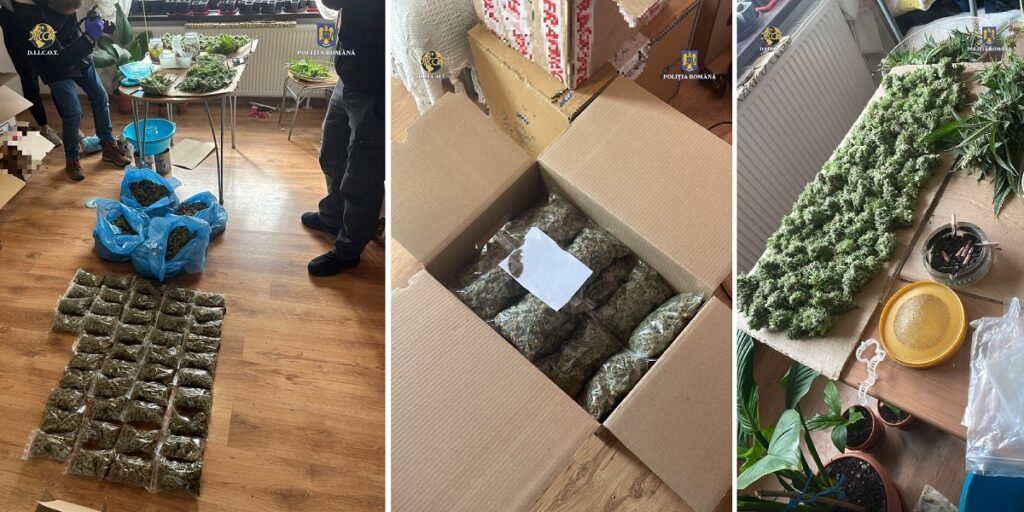 Cultură de cannabis descoperită în Cluj: Știa cineva ce planta în curte? Pătrunjel? Ceapă? Cannabis?