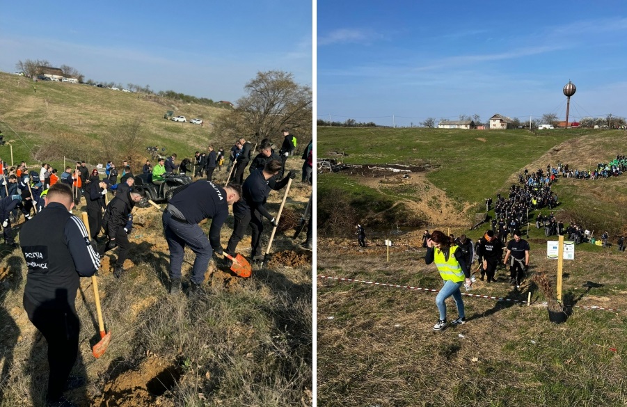 Peste 600 de puieți de cer, stejar și frasin, au fost plantați de polițiștii din Bihor
