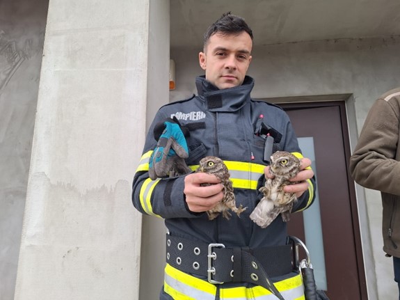 Doi pui de bufniță au fost salvați de pompierii orădeni
