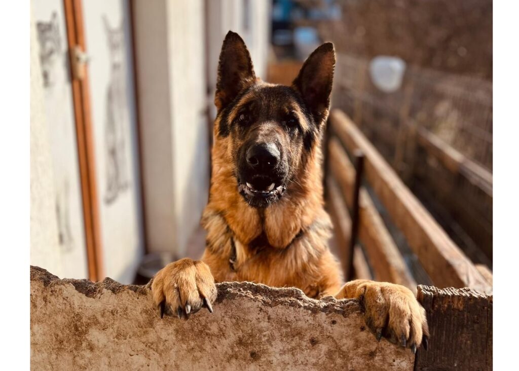 Fă o faptă nobilă, adoptă un câine!