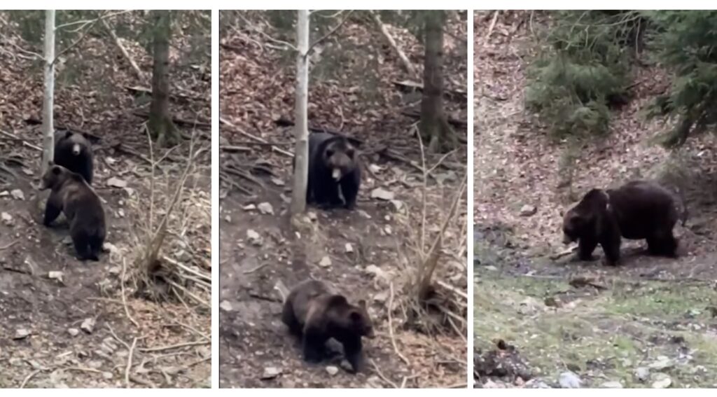 (VIDEO) Doi urși au fost surprinși într-o pădure: Au ieșit din hibernare și „caută” primăvara