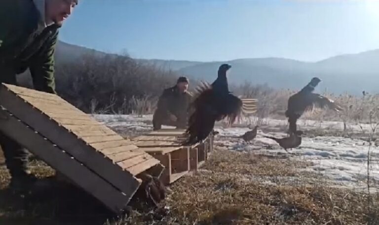 (VIDEO) 200 de fazani, femele și masculi, au fost eliberați pe un fond cinegetic