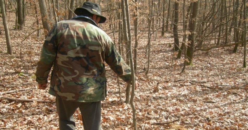 Percheziții și rețineri – un şef de district şi şase pădurari în Bihor într-un dosar privind fals informatic în sistemul silvic și tăieri ilegale de arbori!