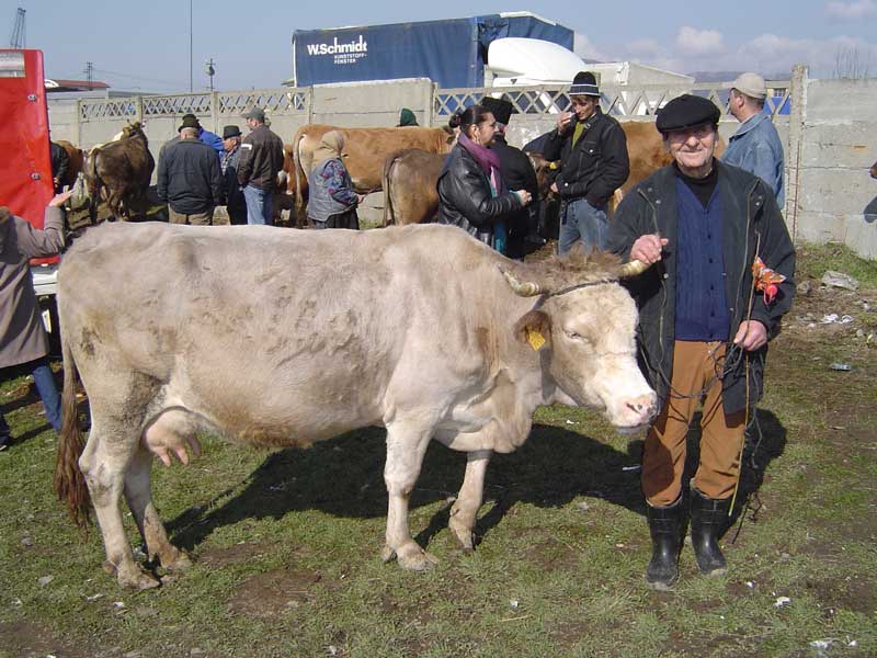 Oana Goga: Redeschiderea „Târgului de Animale” din Huedin este o prioritate absolută