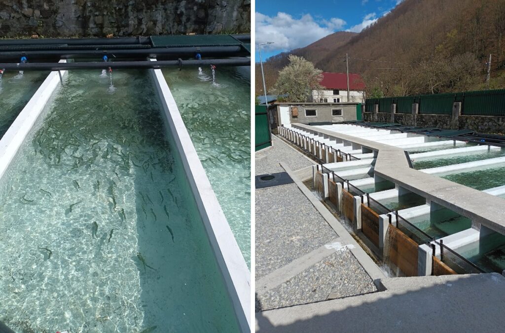 Direcția Silvică Bihor a reabilitat bazinele de creștere a puieților de păstrăv ale păstrăvăriei din Remeți