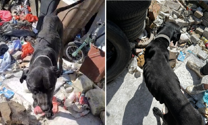 Animale aflate în pericol, salvate de polițiștii de la protecția animalelor din Bihor