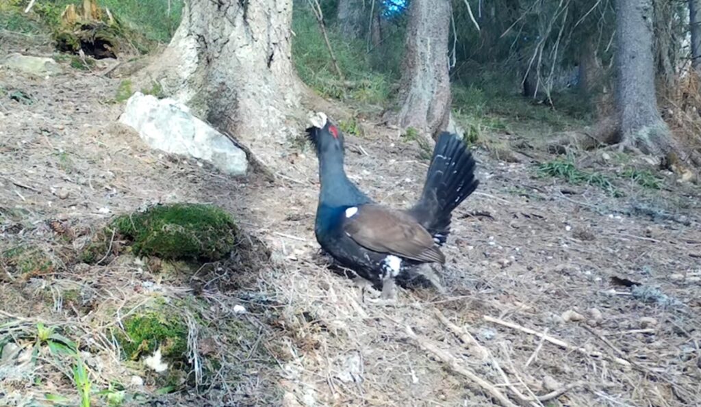 (VIDEO) Rotitul cocoșului de munte într-o pădure din Apuseni 