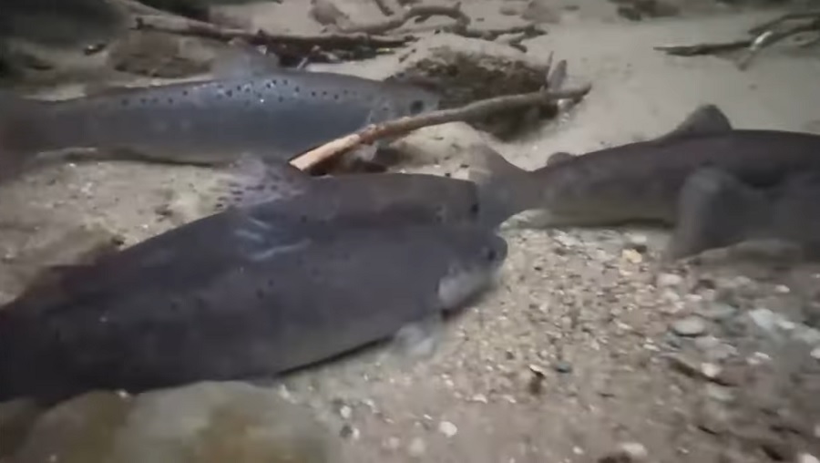 (VIDEO) Au fost eliberați în apele de munte 110.000 de puieți de păstrăv indigen