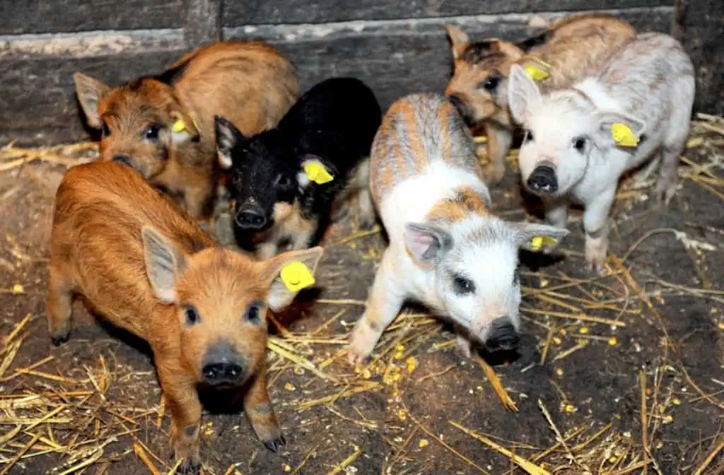 Guvernul a aprobat ajutorul de la stat pentru crescătorii de porci