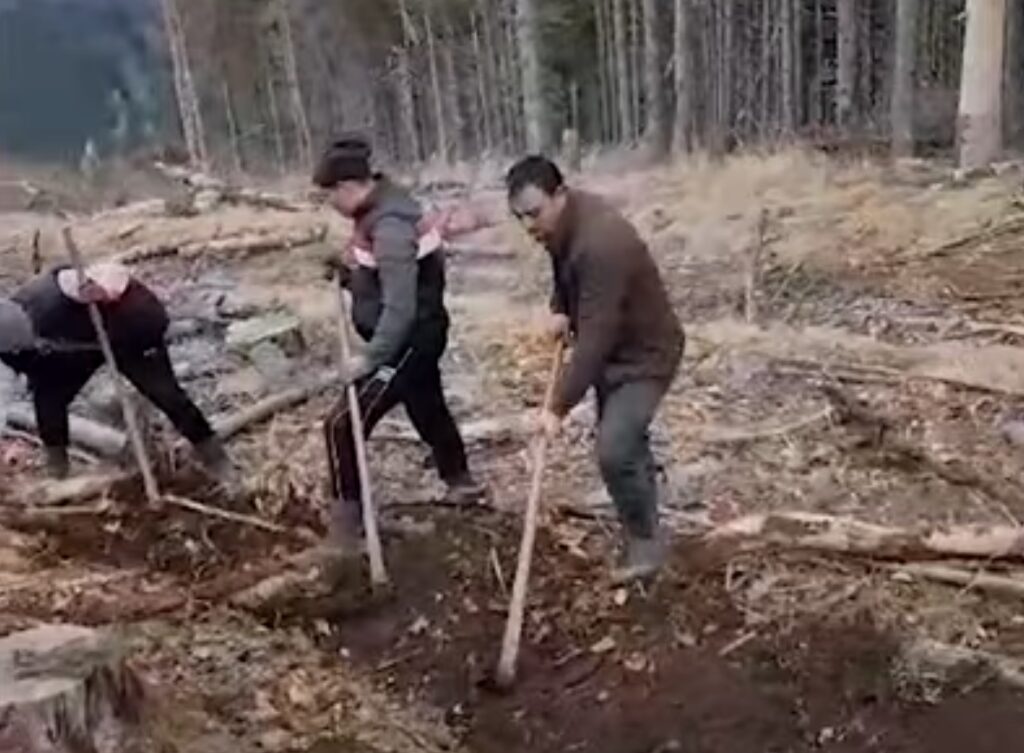 Lucrări de împăduriri la Ocolul Silvic Remeți