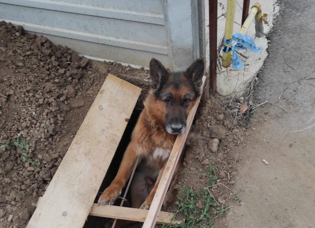 Șapte câini au fost salvați joi, de pompierii bihoreni