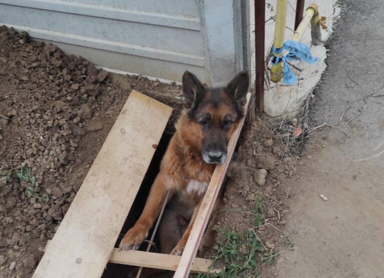 Șapte câini au fost salvați joi, de pompierii bihoreni