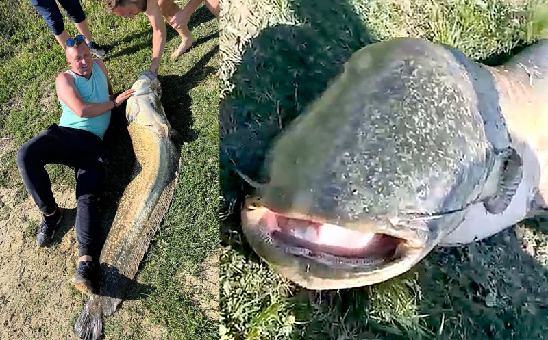 A fost prins probabil cel mai mare somn din Vestul țării! Avea 214 cm, 49 kg și „teroriza balta” – Glasul Aradului