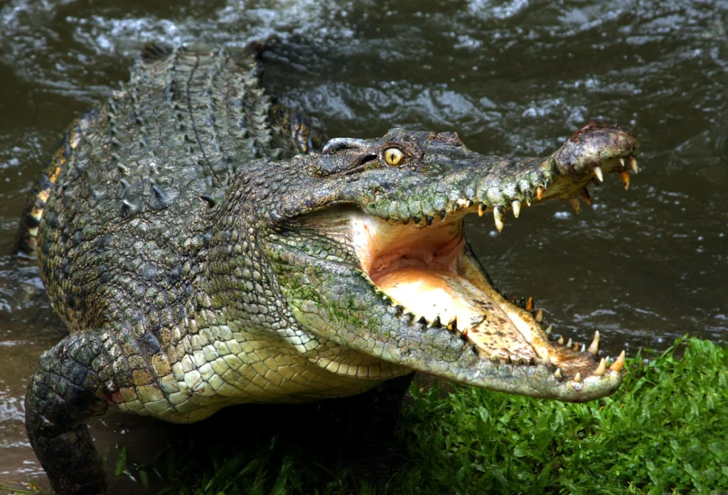 O femeie şi-a aruncat fiul de şase ani să fie sfârtecat de crocodili, la cerința tatălui de a scăpa de copilul cu handicap