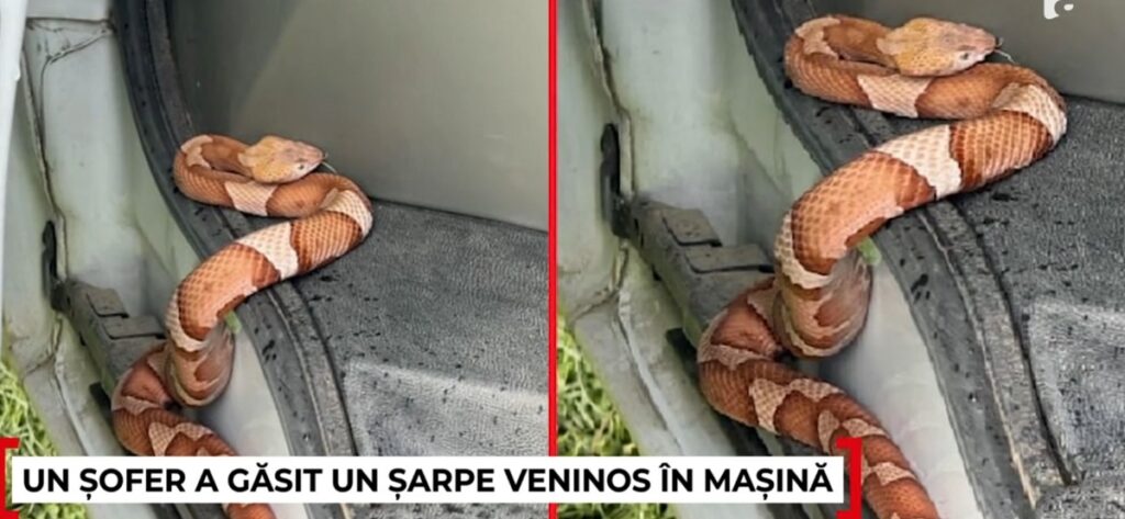 (VIDEO) Un șarpe veninos periculos din America de Nord a fost descoperit într-un sat din Apuseni