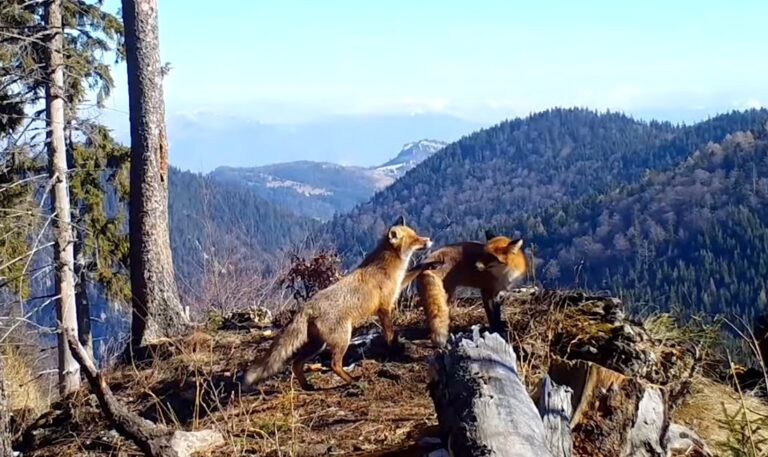 Love is in the air: Două vulpițe frumoase se iubesc nebunește în Parcul National Piatra Craiului