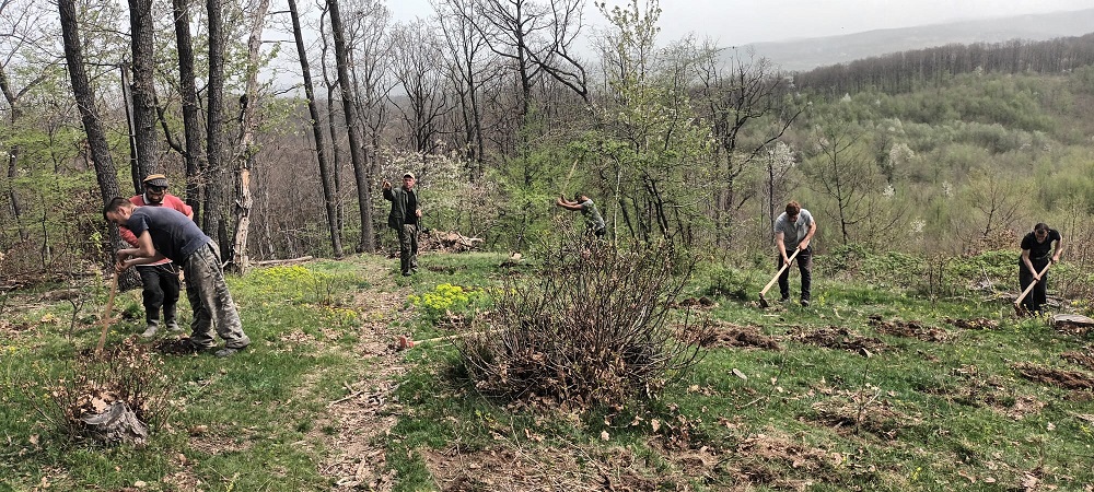Ocolul Silvic Hunedoara a împădurit în această primăvară 72.170 puieţi forestieri de molid, larice, brad, fag, paltin de munte şi sal