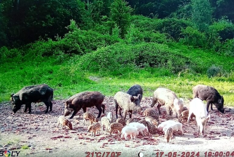 Patru godăcei albi și doi mistreți albi au fost surprinși la „prânz” în zona Bradului