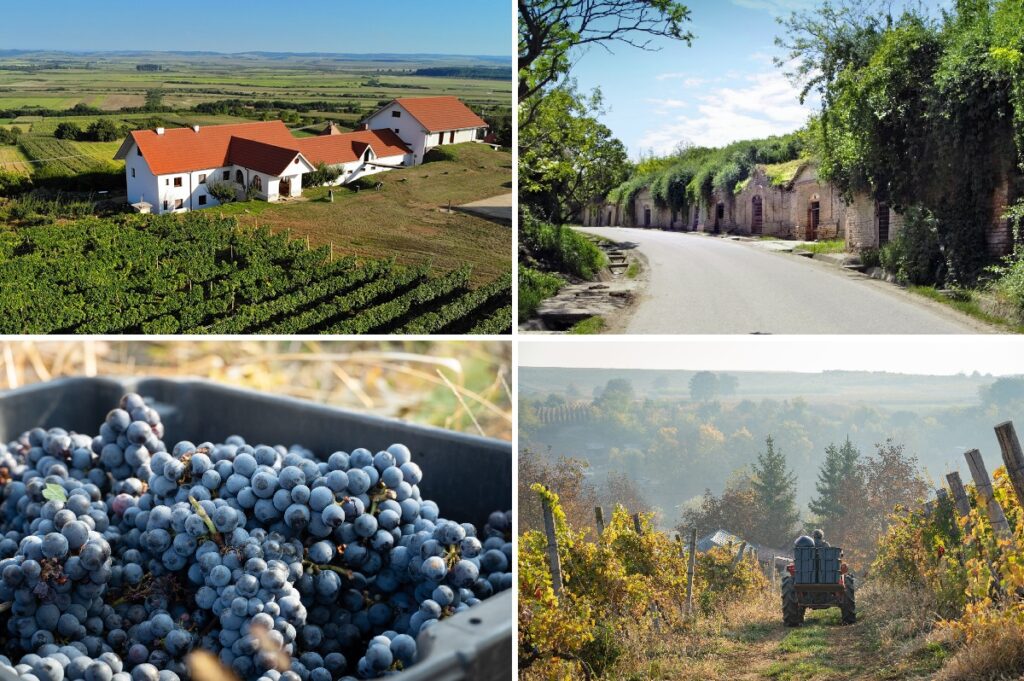 Valea Ierului, spațiu al multiculturalității, al tradițiilor oenologice și gastronomice