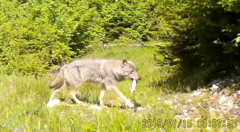 VIDEO cu un lup într-o pădure din Parcul Natural Apuseni