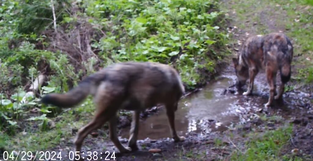 Imagini frumoase cu niște lupi filmați în Parcul Național Cheile Bicazului – Hășmaș