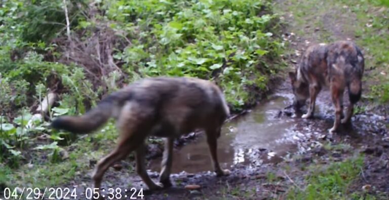 Imagini frumoase cu niște lupi filmați în Parcul Național Cheile Bicazului – Hășmaș