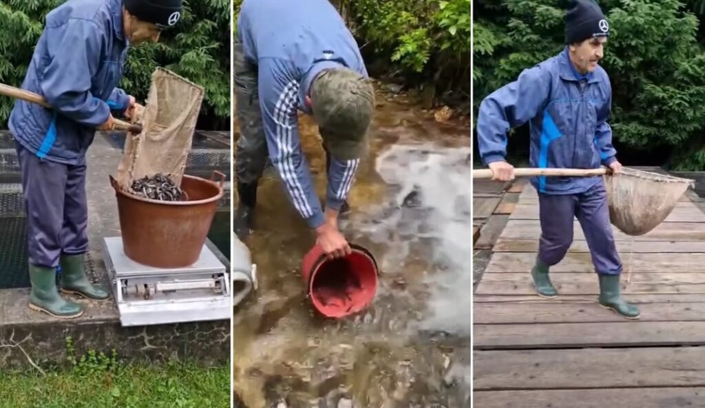 (VIDEO) Repopulare cu 4.000 de puieți de păstrăv la Ocolul Silvic Geoagiu