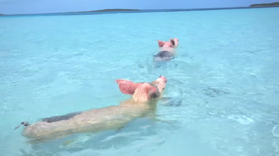 Insula unde porcii înoată: Se bălăcesc în apele turcoaz din „Pig Beach” alături de turiștii europeni