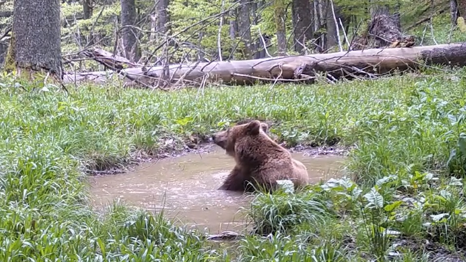 Și urșii se scaldă câteodată. Cunicula l-a împins pe urs în „piscina” din pădure!