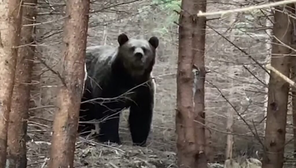 (VIDEO) Un urs impresionant și deloc intimidat de prezența umană a fost filmat într-o pădure ROMSILVA