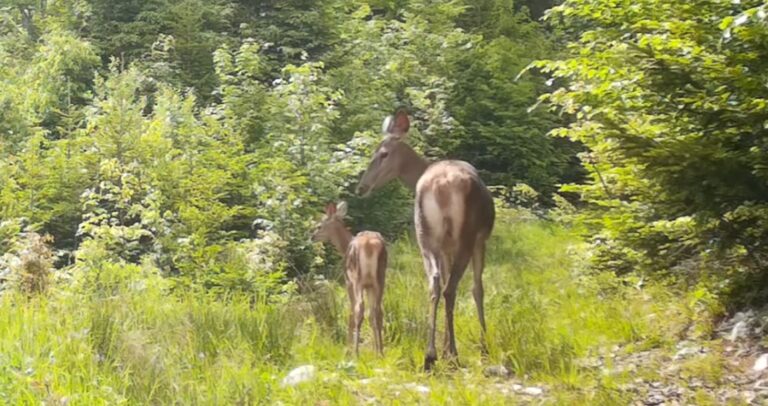 (VIDEO) Imagini foarte frumoase cu un Bambi real și a sa mamă din Parcul Natural Apuseni