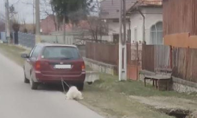 Un bărbat din Săndulești care a tras un câine legat de mașină a fost amendat cu doar 1.000 de lei