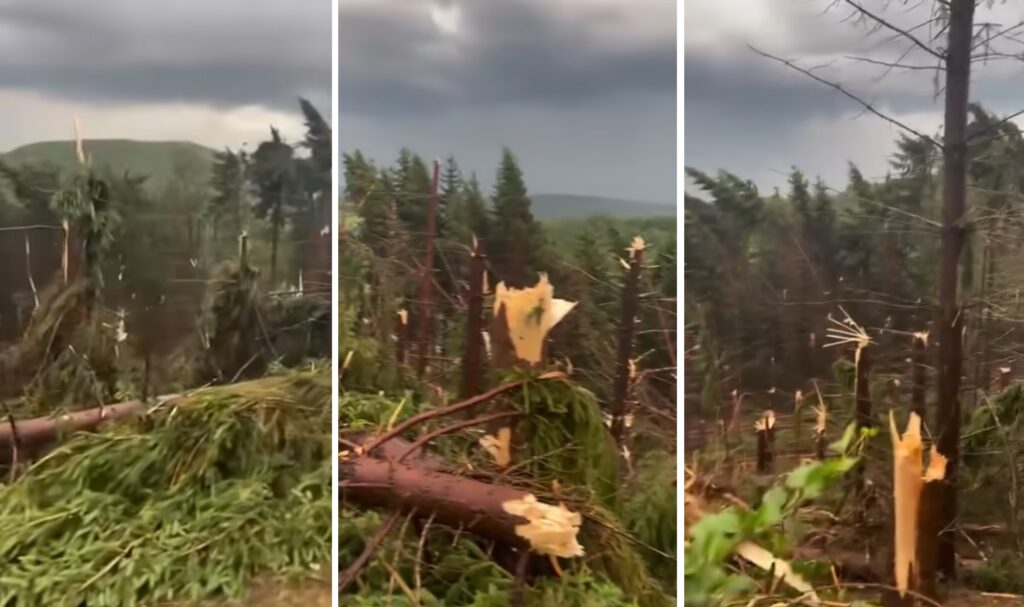 O pădure de aproximativ un hectar din România a fost pusă la pământ de o furtună în 10 minute