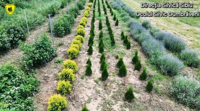 450.000 de puieți de gorun, stejar și alți arbori au fost produși în 2024, în pepiniera Valea Merilor