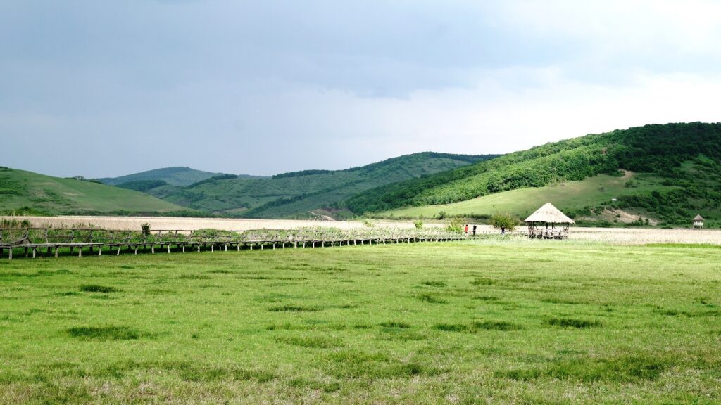 „Delta Ardealului” între Cluj și Târgu Mureș: Stufărișuri, mlaştini, pajiști umede, iazuri, cu vegetaţie de stuf şi papură!