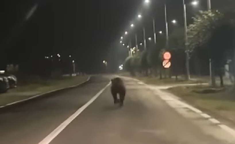 (VIDEO) Un urs a fost filmat între Sebeș și Petrești: Locuitorii zonei au fost avertizați!