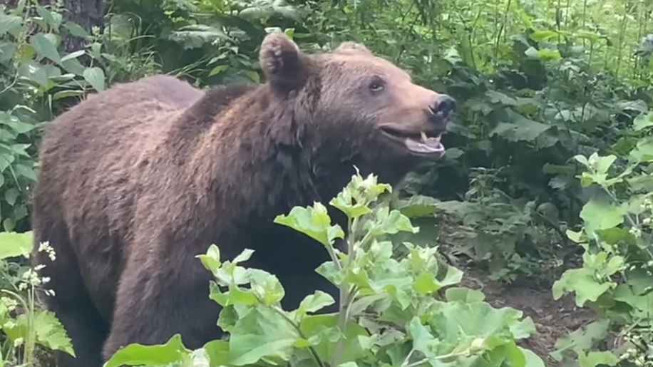 Un urs a fost observat în zona pădurii din Hidișelu de Sus! Sătenii au fost avertizați prin RO-Alert