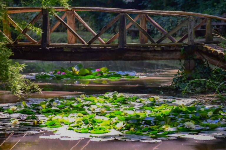 Parcul Dendrologic din Simeria, una dintre cele mai valoroase grădini botanice din România