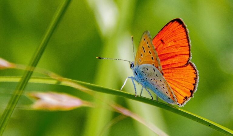 Silvicultorii Parcului Grădiștea Muncelului-Cioclovina au identificat o specie rară și fascinantă de fluture