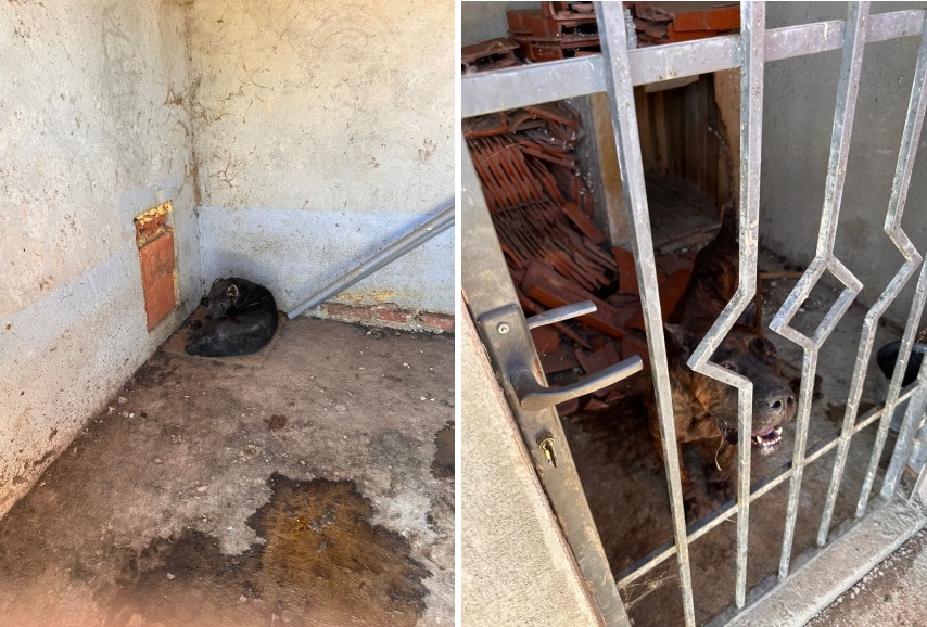 Doi câini subnutriți au fost salvați dintr-un spațiu insalubru din Livada de Bihor de polițiștii de la protecția animalelor