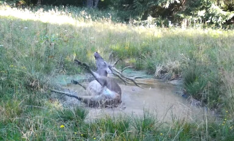 Un cerb se bălăcește nestingherit într-o baltă din Apuseni. Ce giumbuşlucuri face cerbul nărăvaș?