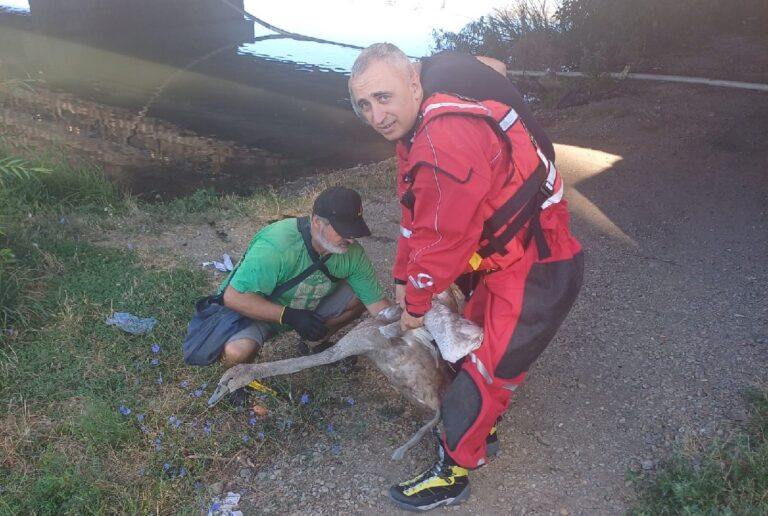 Un pui de lebădă aflat în pericol a fost salvat de pompierii orădeni
