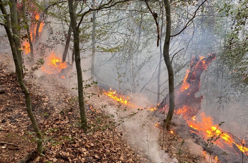55 de intervenții ale pompierilor bihoreni, într-o singură zi: 20 hectare de vegetație uscată și a 7 pomi fructiferi au ars!