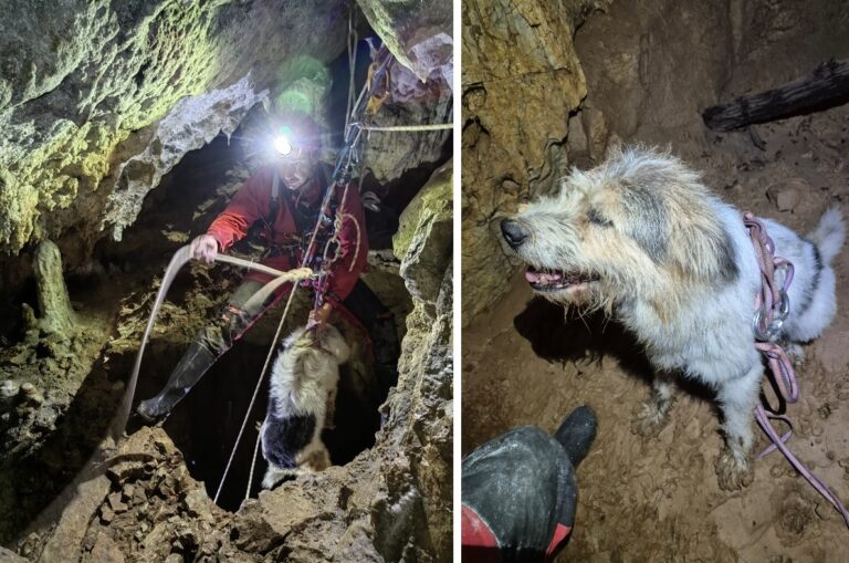 Cățelul Bobiță a fost salvat de speologii bihoreni după ce a căzut într-un puț adânc de 10 metri: 2 ore a durat operațiunea de salvare