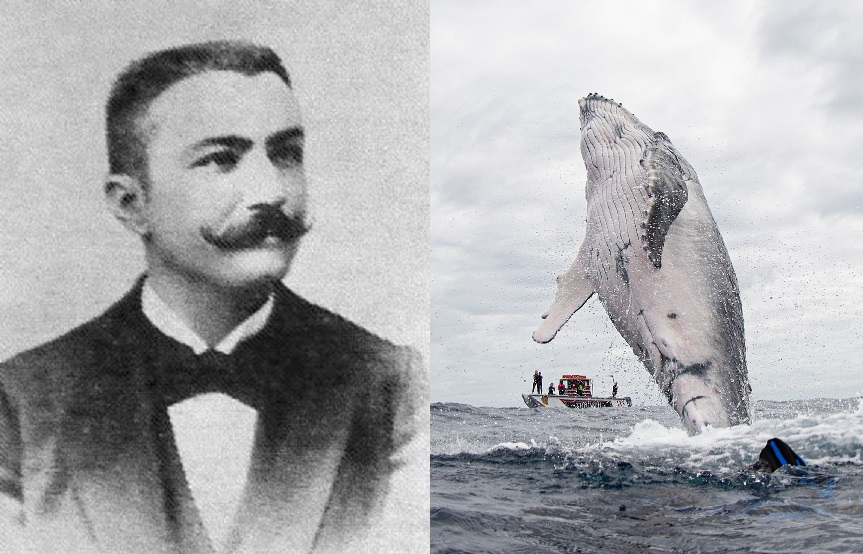 Emil Racoviță, unul dintre pionierii explorării Antarctice, este descoperitorul balenei cu cioc!