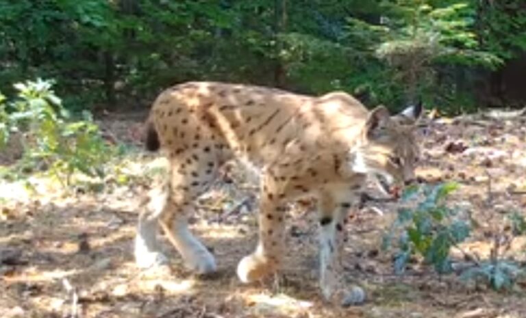 (VIDEO) Un râs atacă o ciută cu un vițel în Parcul Natural Apuseni​. Carnivorul, extrem de rapid, și-a urmărit zeci de minute prada!