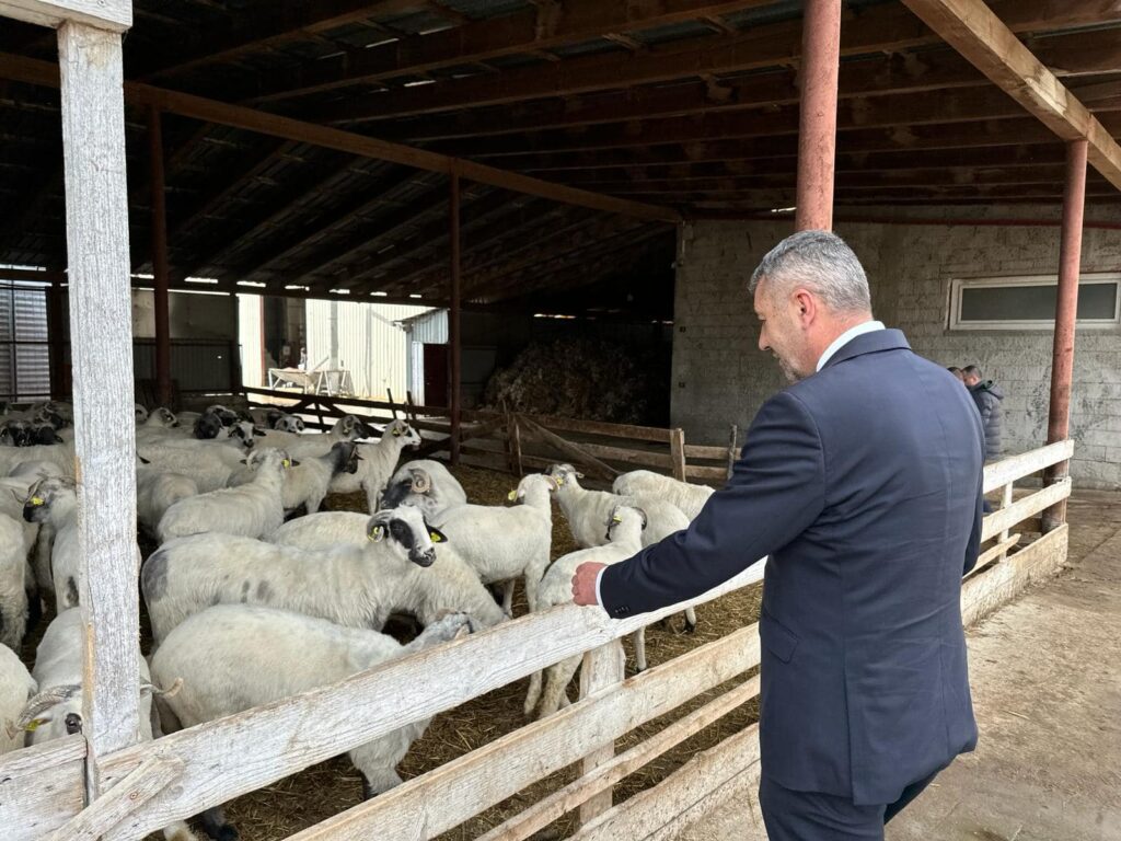 În județul Hunedoara nu există niciun focar de pestă! Călin Marian: „Crescătorii de ovine din județ nu au suferit nicio pagubă!”