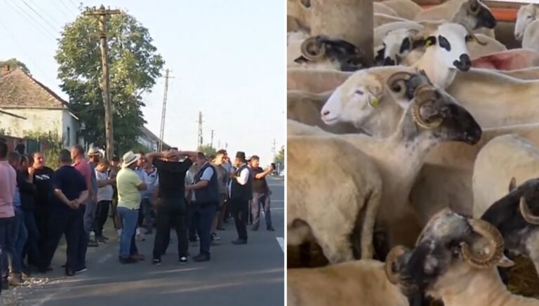 Fermierii din Timiș cer disperați să nu le fie ucise oile: Nu știm cât vom rezista. După noi, urmați voi!